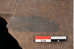 Foto (Detailsansicht) von Quercus palaeoilex Ettingshausen (NHMW-GEO-2024-0188-0862)